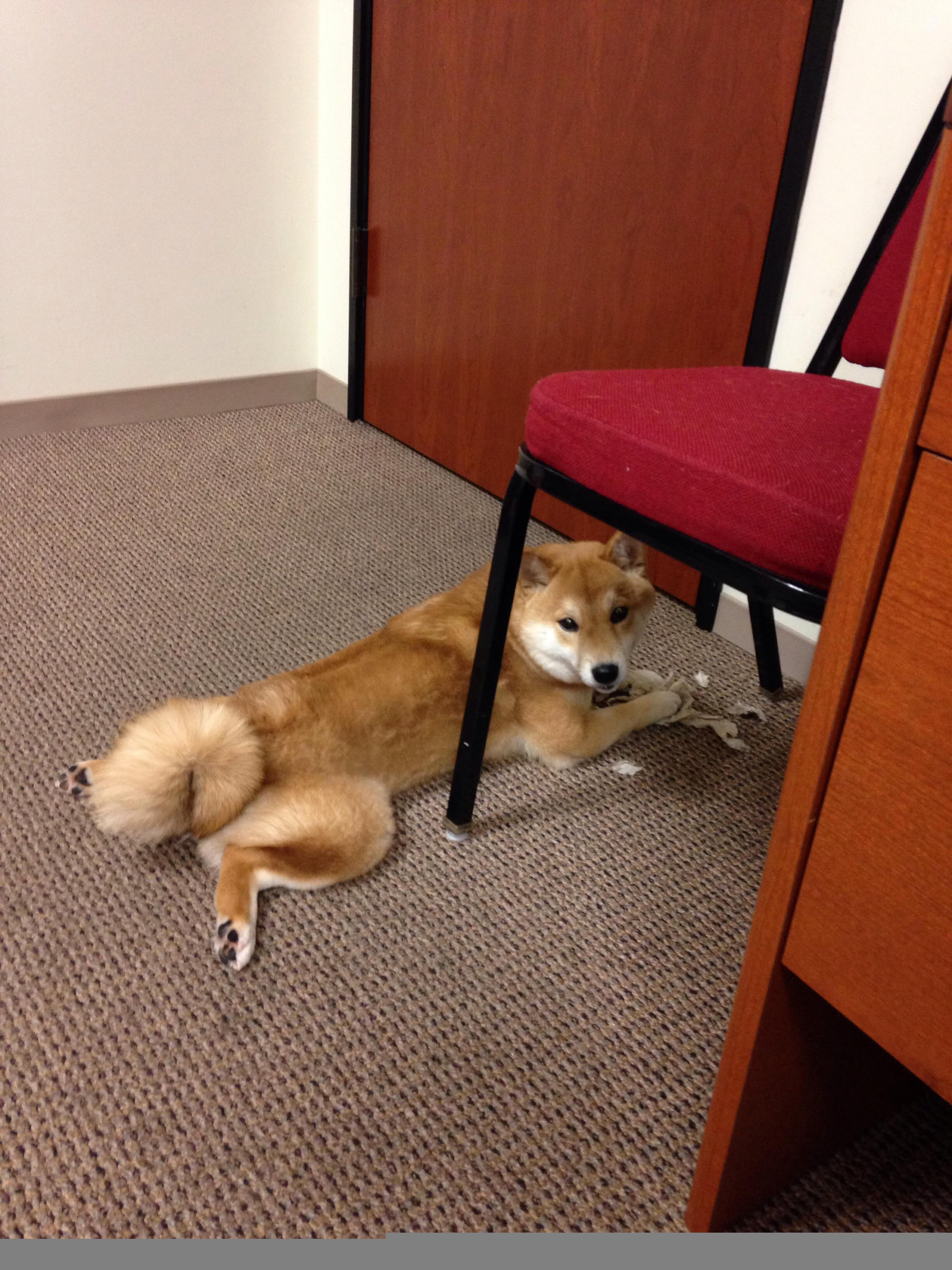 战术杠杆，从NBA赛场到意甲绿茵，当詹姆斯与约基奇玩转不同的棋盘