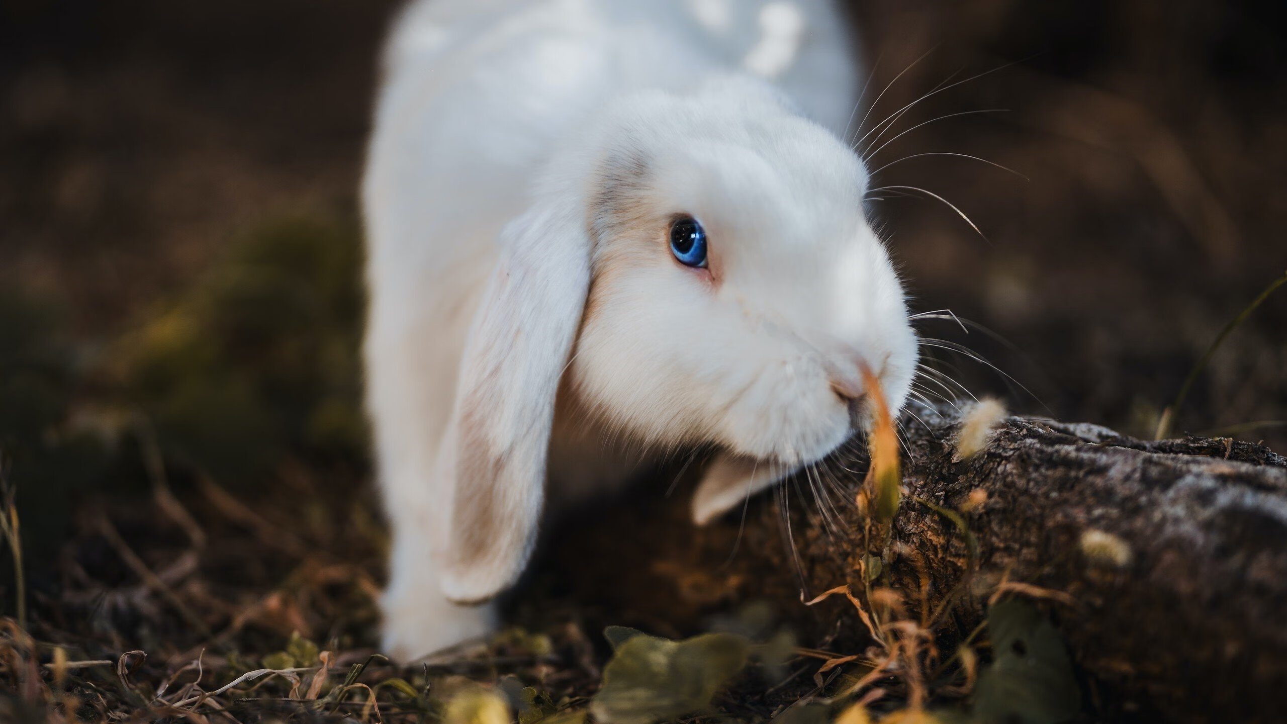 爆发·逆袭·跨越纬度，当苏亚雷斯遇见拜仁式的胜利