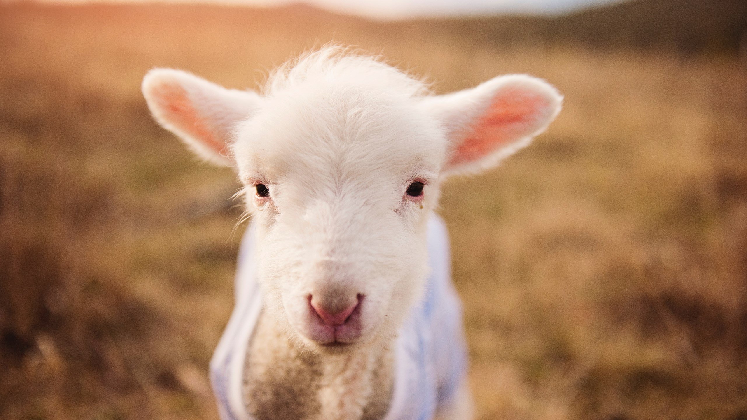 步行者团队风暴席卷灰熊 西亚卡姆关键战役主宰胜负