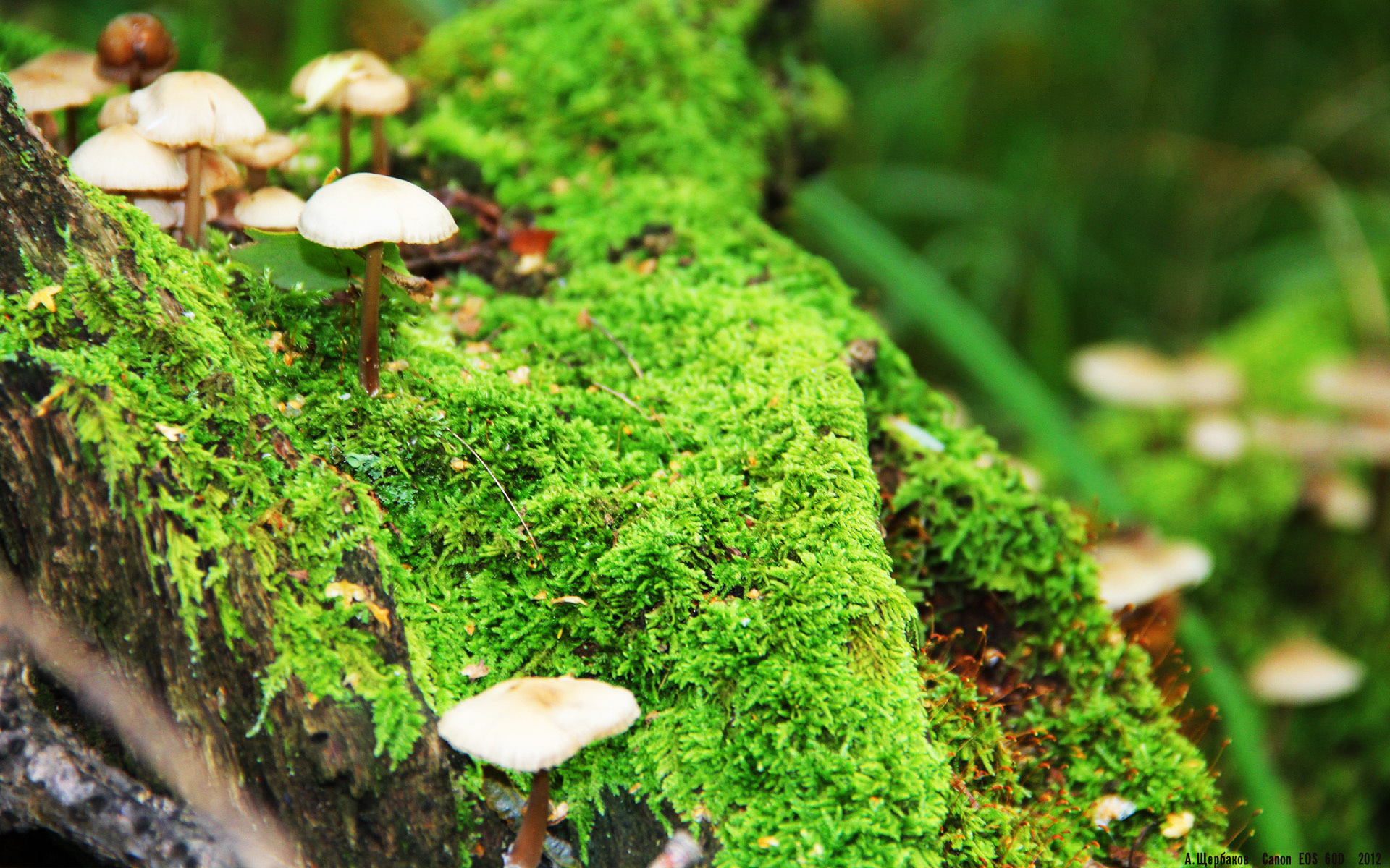 驯服风暴的人，爱德华兹，大场面唯一答案