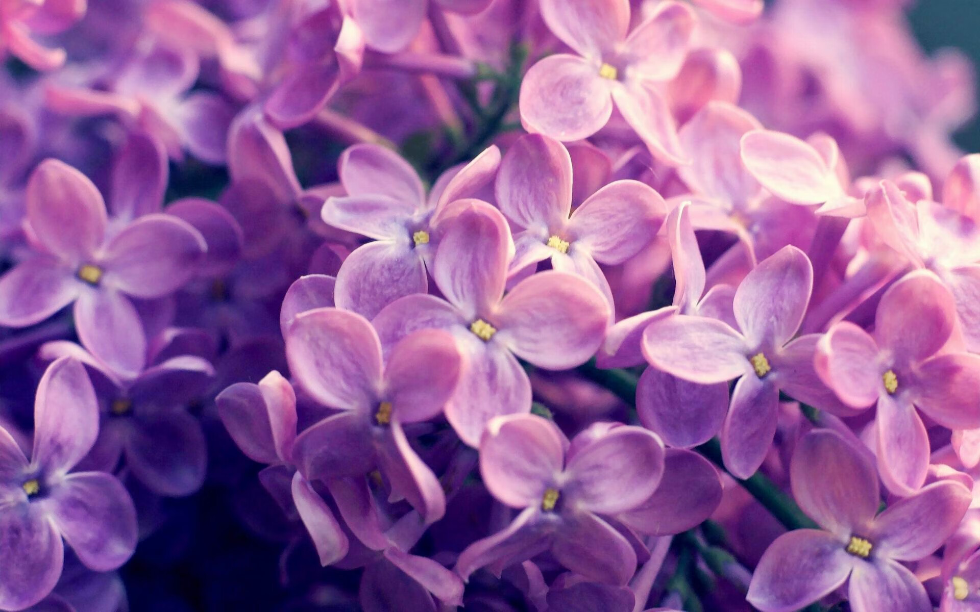 绿茵场上的冒牌货？内马尔如何非法决定了墨西哥与洪都拉斯的命运