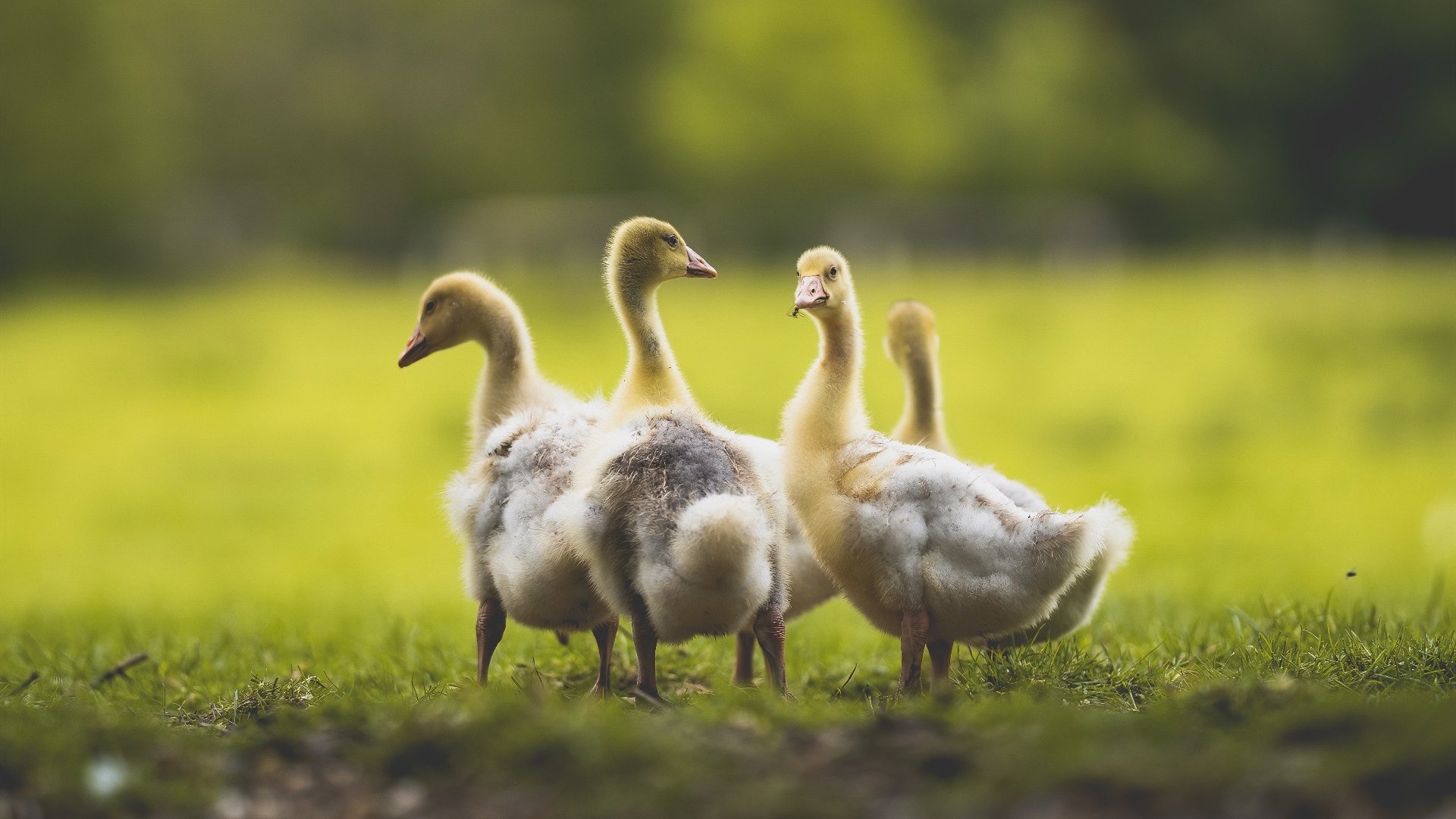 总决赛暗涌，沉默的猎手阿坎吉，如何用非典型杀伤改写比赛逻辑
