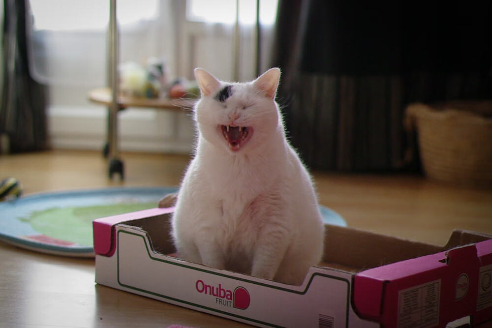 唯一性的双重奏，挪威终结国米与蒂亚戈东决封神