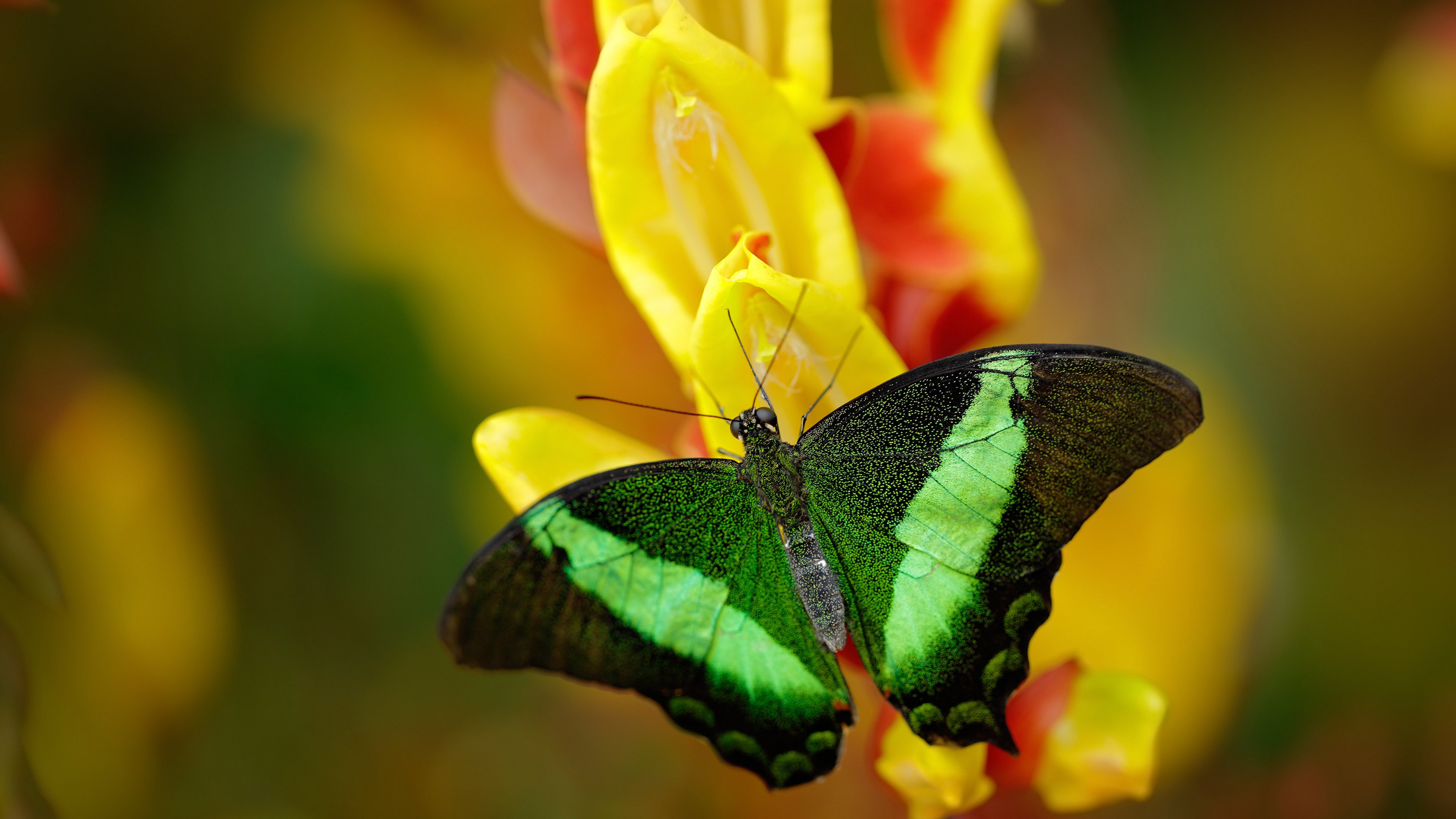 焦点之战的双重变奏，从绿茵场到硬木地板的胜利法则