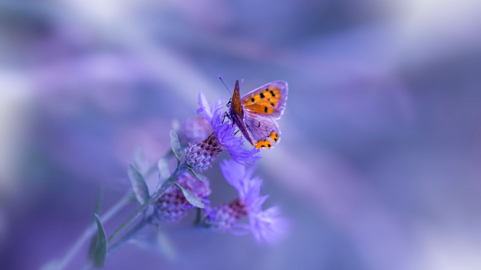 英雄基因，当凯尔特人绝杀浙江队与东契奇接管欧冠时