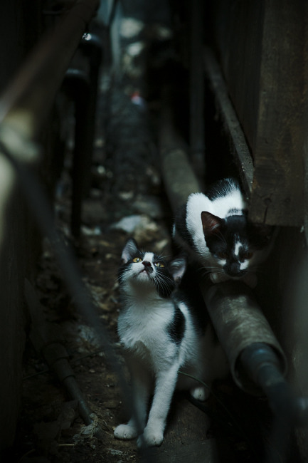 暗面主宰,霍勒迪在总决赛之夜如何用防守改写剧本