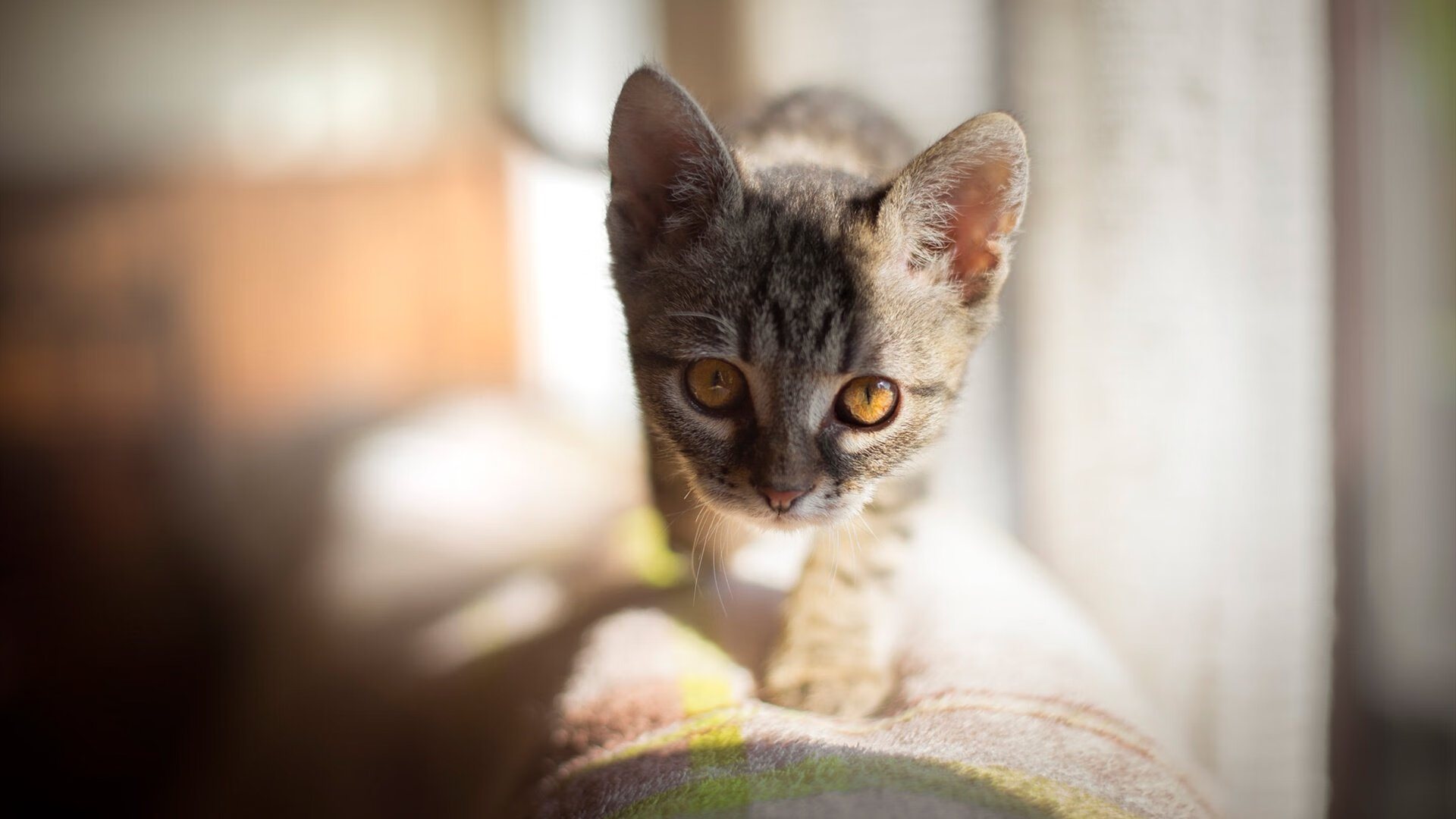 唯一性之夜，里昂无名者的封神之战