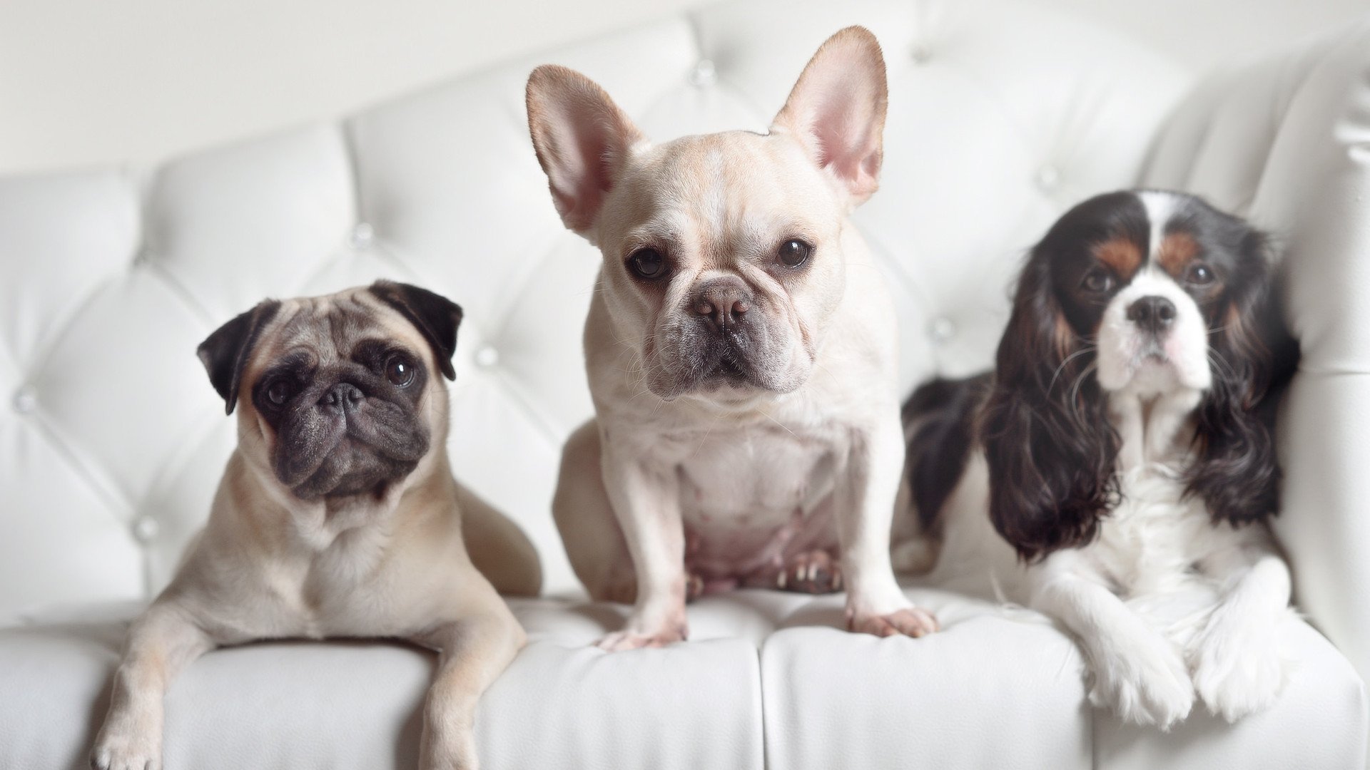 奥地利手术刀击溃曼联,卡马文加化身装甲手术刀