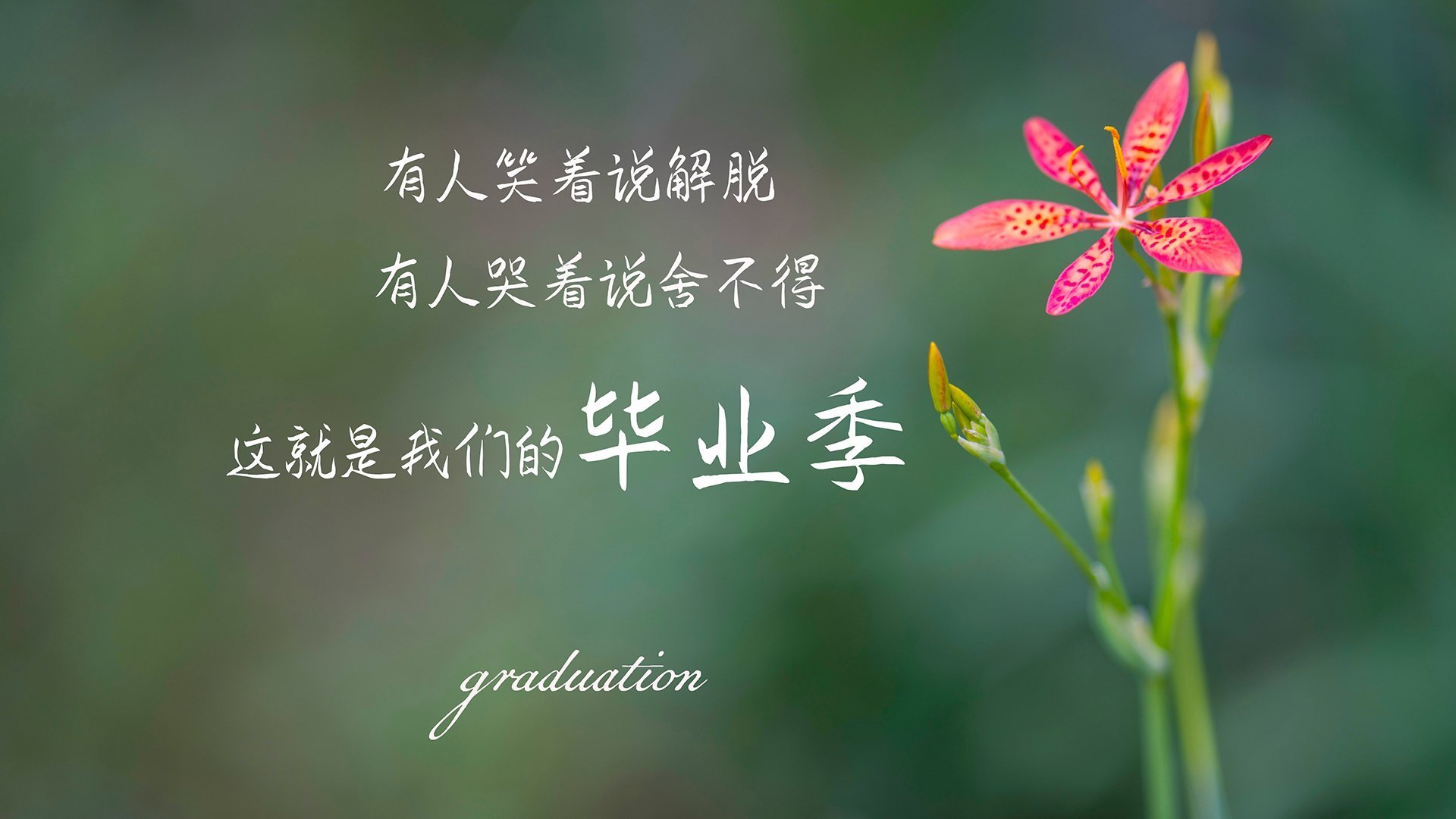 钢铁之墙与致命利刃，2026世界杯D组，韩国用最不韩国的方式，完成对日本的史诗复仇